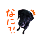 黒ラブデイルの日常会話（個別スタンプ：12）