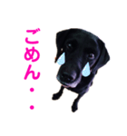 黒ラブデイルの日常会話（個別スタンプ：13）