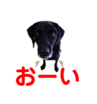 黒ラブデイルの日常会話（個別スタンプ：14）