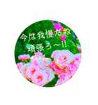 flower3♡コロナに負けないRose薔薇（個別スタンプ：6）