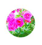 flower3♡コロナに負けないRose薔薇（個別スタンプ：7）