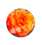 flower3♡コロナに負けないRose薔薇（個別スタンプ：13）