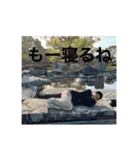 コハクのスススタンプ集（個別スタンプ：18）