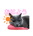 僕はバジュラ。灰色の猫さ。（個別スタンプ：1）