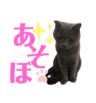 僕はバジュラ。灰色の猫さ。（個別スタンプ：8）