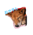 ここわん（個別スタンプ：3）