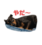 くっきーだよ（個別スタンプ：7）
