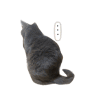 にゃーすけ男（個別スタンプ：1）