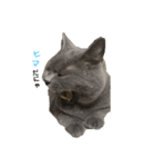 にゃーすけ男（個別スタンプ：4）