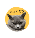 にゃーすけ男（個別スタンプ：9）