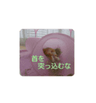 うさぎのもかちゃん2（個別スタンプ：1）