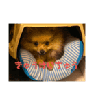 ポメラニアンのウッディくんスタンプ（個別スタンプ：3）