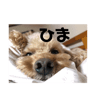 ねむいちょこ（個別スタンプ：5）