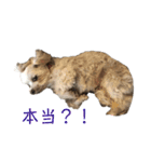 まるまるまる！（個別スタンプ：11）