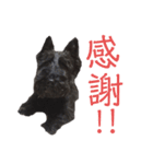 スコティッシュテリア クゥ太郎（個別スタンプ：16）
