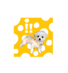 ポポロン（個別スタンプ：16）