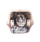 フレンチブルドッグのレオちゃん2（個別スタンプ：3）
