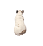 フレンチブルドッグのレオちゃん2（個別スタンプ：4）