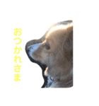 ころころらんこ（個別スタンプ：3）