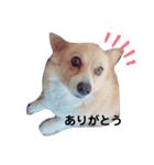 ころころらんこ（個別スタンプ：8）