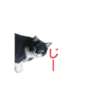 マモル（個別スタンプ：2）