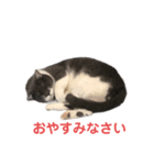 マモル（個別スタンプ：4）