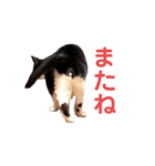 マモル（個別スタンプ：5）