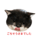 マモル（個別スタンプ：7）