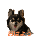 chihuahua-wan（個別スタンプ：1）