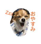 chihuahua-wan（個別スタンプ：2）