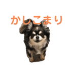 chihuahua-wan（個別スタンプ：3）
