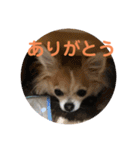 chihuahua-wan（個別スタンプ：4）