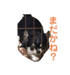 chihuahua-wan（個別スタンプ：5）