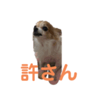 chihuahua-wan（個別スタンプ：6）