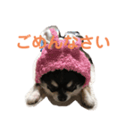 chihuahua-wan（個別スタンプ：7）