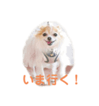 chihuahua-wan（個別スタンプ：8）