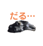chihuahua-wan（個別スタンプ：9）