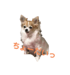 chihuahua-wan（個別スタンプ：10）