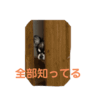 chihuahua-wan（個別スタンプ：11）