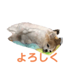chihuahua-wan（個別スタンプ：12）