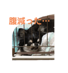 chihuahua-wan（個別スタンプ：13）