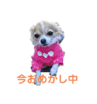 chihuahua-wan（個別スタンプ：14）