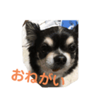 chihuahua-wan（個別スタンプ：15）
