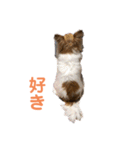 chihuahua-wan（個別スタンプ：16）
