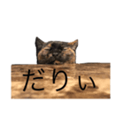 メイマダラッシュ2（個別スタンプ：8）