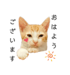 ねこのスタンプ(備後弁あり)（個別スタンプ：1）