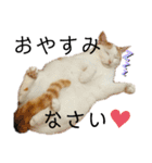 ねこのスタンプ(備後弁あり)（個別スタンプ：2）