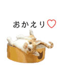 ねこのスタンプ(備後弁あり)（個別スタンプ：3）