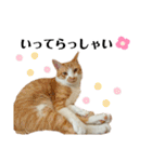 ねこのスタンプ(備後弁あり)（個別スタンプ：5）