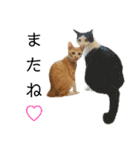 ねこのスタンプ(備後弁あり)（個別スタンプ：6）